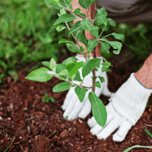Read more about the article APPEL À TOUS LES BÉNÉVOLES : AIDEZ-NOUS À ARROSER LES JARDINIÈRES CET ÉTÉ !