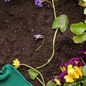 Read more about the article Jardinage et pétanque – Une activité conviviale en plein air!